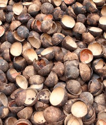 Palm Kernel Shell (PKS)
